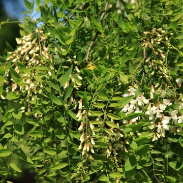 Robinia pseudoacacia Semperflorens - Robinia