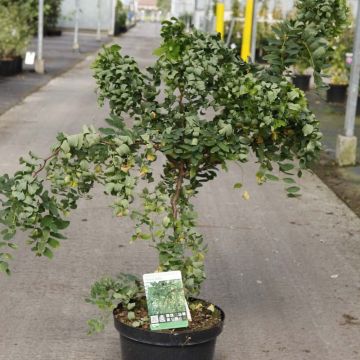 Robinia pseudoacacia Twisty Baby Lace Lady - Robinia