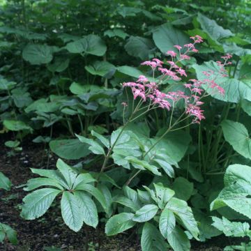 Rodgersia pinnata Elegans