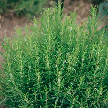 Rosmarinus officinalis Barbecue - Rosmarino