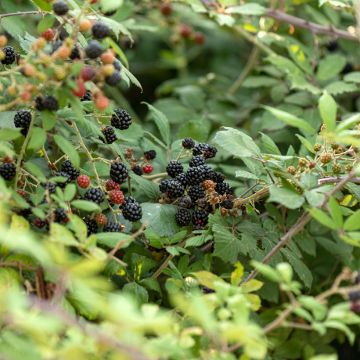 Rubus fruticosus - Mora