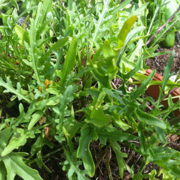 Rucola violacea Bio