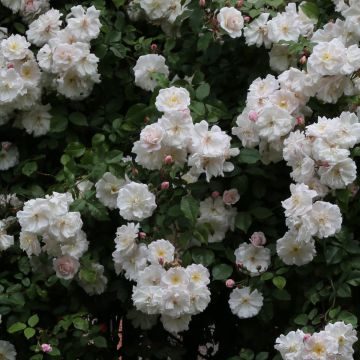 Rosa rampicante Adélaïde d’Orléans