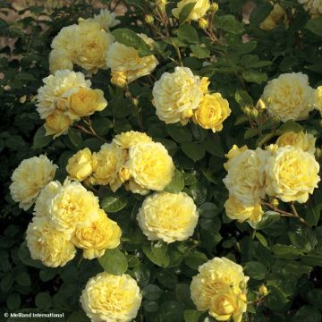 Rosa polyantha Anny Duperey