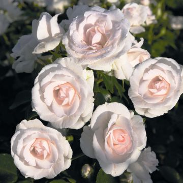 Rosa tappezzante Aspirin Rose