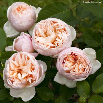 Rosa Belle Romantica