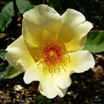 Rosa polyantha Golden Wings