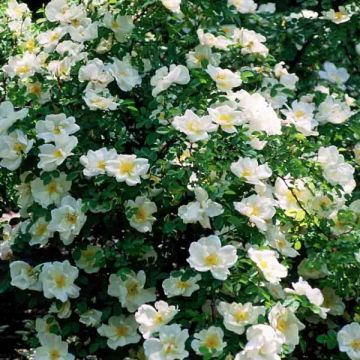 Rosa polyantha Nevada