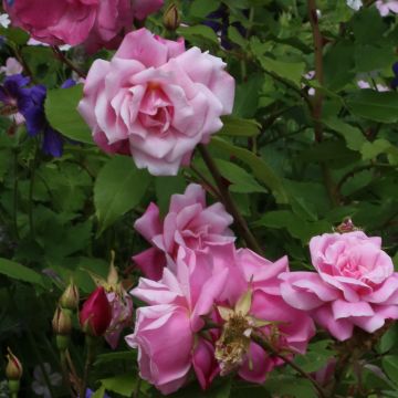 Rosa chinensis Old Blush - Rosa cinese