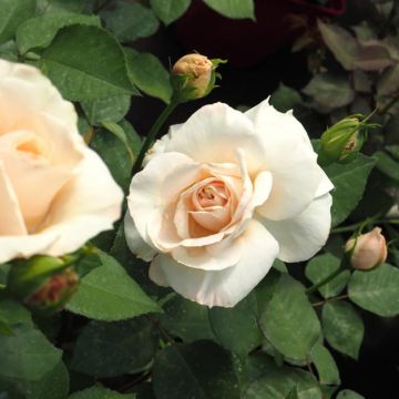 Rosa Princesse Astrid de Belgique - Rose ibrida di tea