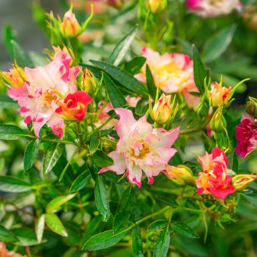 Rosa polyantha Rosy Boom Wild and Freaky