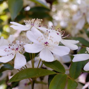 Rosa banksiae Alba - Rosa di Lady Banks