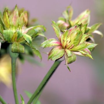 Rosa chinensis Viridiflora - Rosa cinese