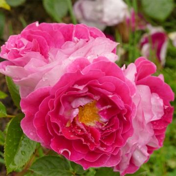 Rosa polyantha Abbatiale de Pontigny Ora 922