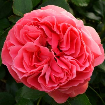 Rosa polyantha Pick'n Go Mattmag