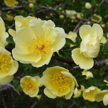 Rosa hugonis - Rosa botanico