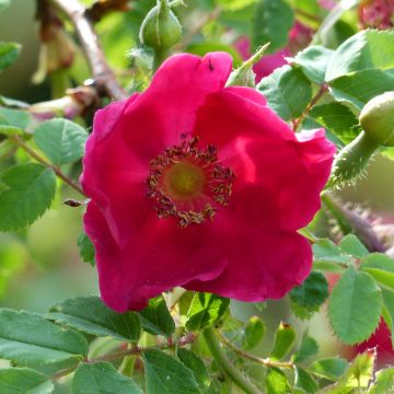 Rosa moyesii Geranium - Rose antica