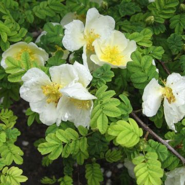 Rosa omeiensis Pteracantha - Rosa botanico