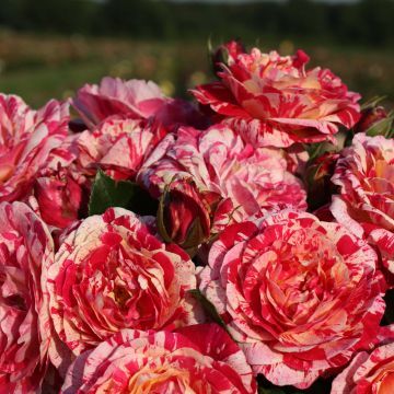 Rosa polyantha Abracadabra