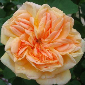 Rosa rampicante Alchymist