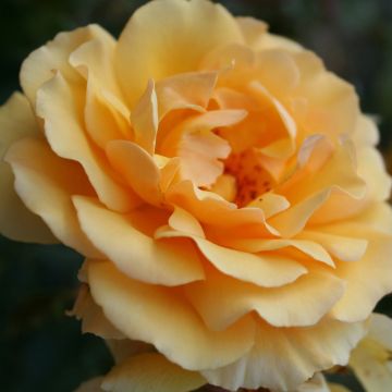 Rosa polyantha Amber Queen