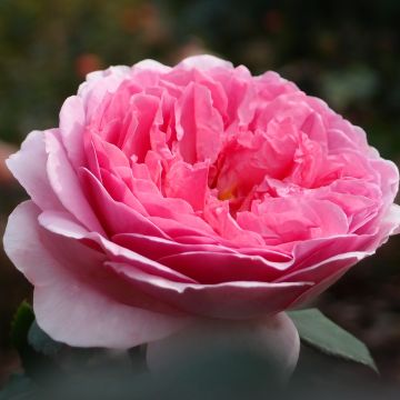 Rosa Princess Alexandra of Kent