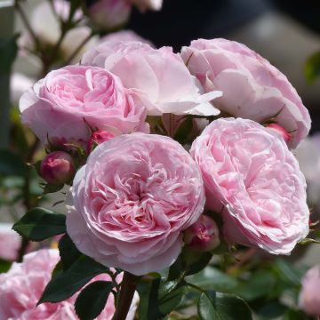 Rosa polyantha Mariatheresia