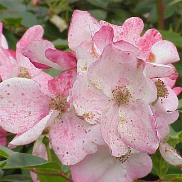 Rosa polyantha Rush lenmobri