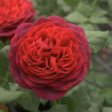 Rosa Astrid Gräfin von Hardenberg - Rose ibrida di tea