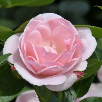 Rosa polyantha Astrid Lindgren