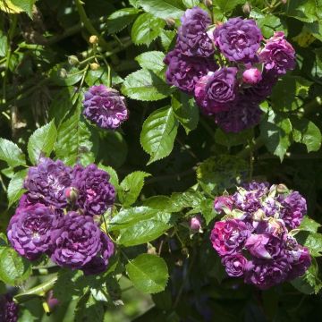 Rosa rampicante Bleu Magenta