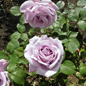 Rosa Blue Girl - Rose ibrida di tea