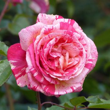 Rosa Broceliande - Rose ibrida di tea