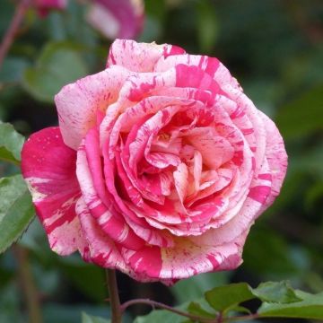 Rosa ad alberello Brocéliande