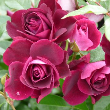 Rosa Floribunda Burgundy Ice