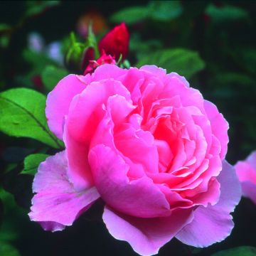 Rosa Brother Cadfael