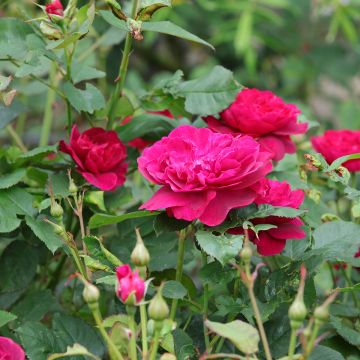 Rosa Darcey Bussel