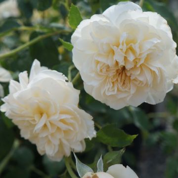 Rosa Lichfield Angel