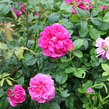 Rosa Princess Anne