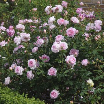 Rosa Scepter'd Isle