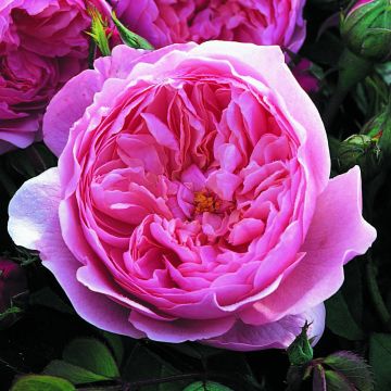 Rosa The Alnwick Rose