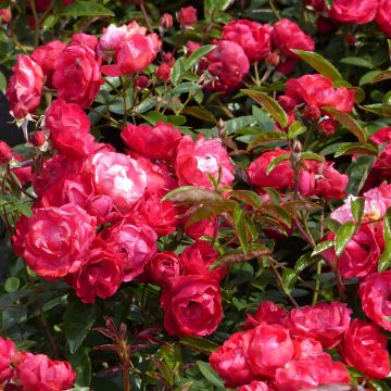 Rosa tappezzante Rood Moorsdag