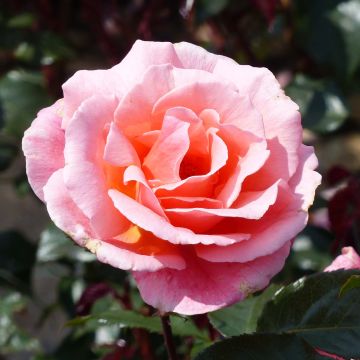 Rosa polyantha Fragrant Delight