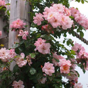 Rosa rampicante Clair Matin