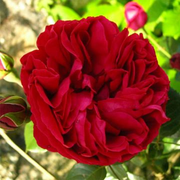 Rosa rampicante Red Eden Rose