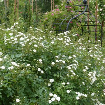 Rosa rampicante Guirlande d'Amour