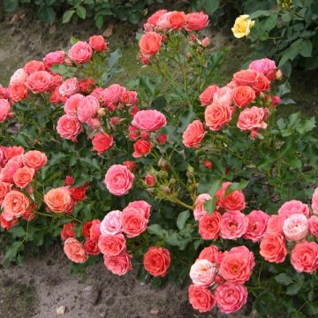 Rosa tappezzante Lilliputs Mandarin