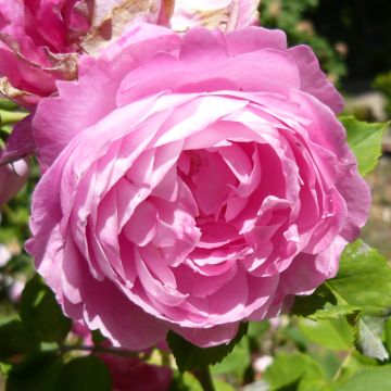 Rosa antica La Reine Victoria