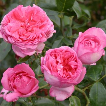 Rosa La Rose de Molinard