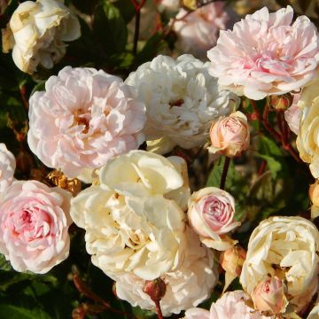 Rosa antica Marie Pavie